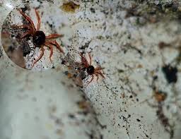 Image result for Berkheya johnstoniana