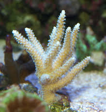 Image result for Acrotome hispida