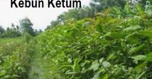 Menunjukkan cara menanam pokok ketum supaya hidup subur walaupun dikawasan berbatu dan kering. Anim Agro Technology Tanam Ketum Liputan Media
