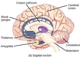 Label the blood vessels in the inferior view of the brain using the hints provided. Brain Mepedia