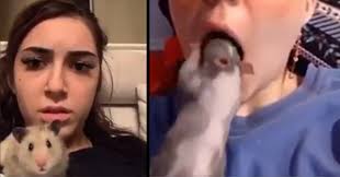 Tik tok hamsters compilation subscribe & more videos: Hamster Is Scarred For Life From Watching Video Of Other Hamster Enter A Mouth Funny Video