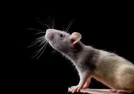 Electromagnetic & ultrasonic bug repellers. How Do Electronic Mouse Repellents Work Residence Style