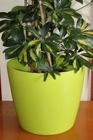 • how to grow multiple colours of rain lilies in a pot ll zephyranthes planting guide step by step. Quality Large Lime Green Plastic Plant Pot Cover Diameter 28 5cms Garden Market Place