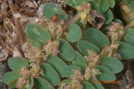 Image result for Euphorbia thymifolia