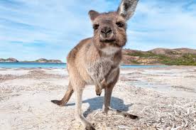 Top 20 Of The Most Incredible Animals Of Australia Boutique Travel Blog