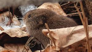 Kill young fruit trees (by eating their roots), slurp whole plants down their holes like a bugs bunny cartoon, and wreak havoc on our tubers and bulb plants (onions, dahlias, gladiolas, hostas, and others). How To Stop Voles From Eating Bulbs