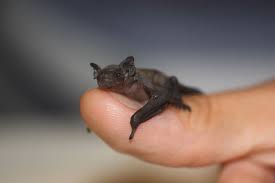 Helfen sie mit praktischen tipps und tricks! Praktischer Fledermausschutz Nabu Brandenburg