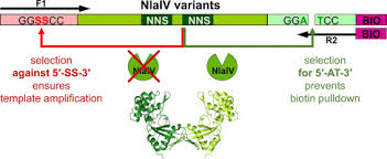 crystal structure and directed evolution of specificity of