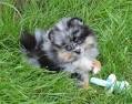 MERLES are EXOTIC | Canton Pomeranians