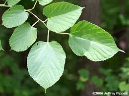 Image result for Moraceae