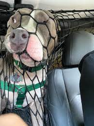 Scythe Holder On Twitter My Sister Got A Net To Keep The Dog In The Back Seat But She Does Not Accept