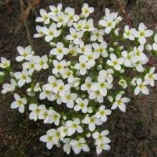 Image result for Sebaea