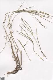 Image result for Digitaria compressa