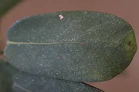 Image result for Ficus stuhlmannii
