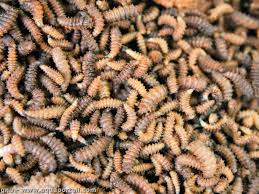 Characteristics of depuis combien de temps. Asticot Definition Et Explications