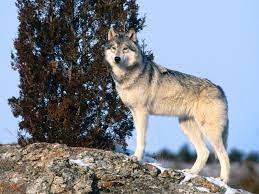 The Gray Wolf Or Canis Lupus Is One Of The Most Widely Known And Dispersed Mammals In The World Description From Uneed2know Big Animals Grey Wolf Wolf Photos