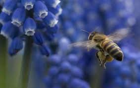 the peony and the bee bee peonies muscari
