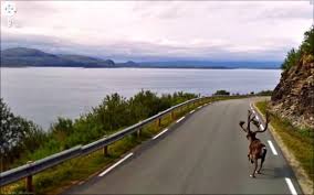 Moose On Google Earth Street View Moose Buffalo Elk Bison Caribou Reindeer Musk Ox Maps Street View Street View Und Google Earth Images