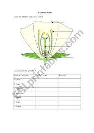 Structure and function of male & female components. Parts Of A Flower Esl Worksheet By Marita Pervez