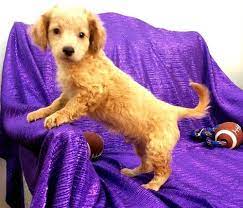 The cavalier is known for its loveable and friendly nature, and makes a great lap dog. Cavapoo Puppies For Sale Asheville Nc 245258 Petzlover