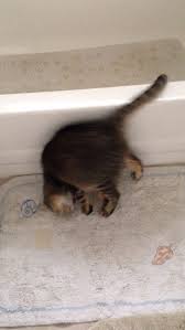 Katze Macht Purzelbaum Komik Hayvanlar Kediler Ve Yavrulari Evcil Hayvanlar