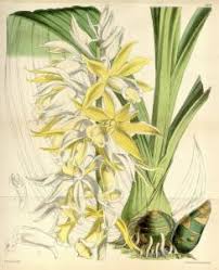 Image result for Phaius occidentalis