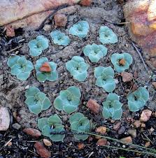 Image result for Drimia elata