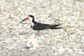 Center for birds of prey tours are available. Nesting Shorebirds Need Your Help The Island Eye News