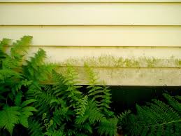 This is truly a sustainable and maintenance free siding option. Ulgikp Xj9dllm