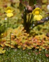 Image result for Utricularia gibba