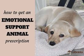 What type of disabilities qualifies someone for an emotional support animal letter? How To Get An Emotional Support Animal Prescription Labradortraininghq