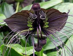 The black bat flower, tacca chantrieri, is a species of flowering plant in the yam family dioscoreaceae. Nybg Tacca Chantrieri Black Bat Flower Your Daily Dose Of Uncomplicated Botanical Eye Candy This One Hails F Bat Flower Unusual Flowers Rare Flowers