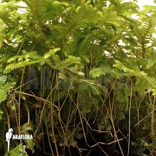 Image result for Selaginella afrorum