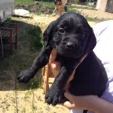 3 Adorable Cockerdor Pups For Sale March Cambridgeshire Pets4homes Puppies For Sale Pup Adorable