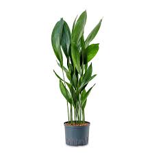 Image result for Aspidistra