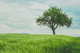 Where to get the best nature wallpapers for free? Best 100 Natural Images Hd Download Free Nature Pictures Unsplash