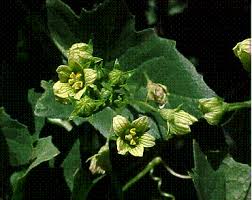 Image result for Loxodera bovonei