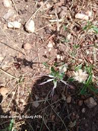 Image result for Ocimum filamentosum