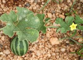 Image result for Cucumis aculeatus