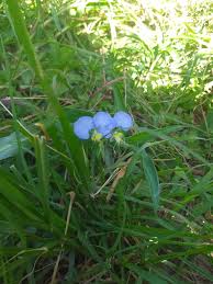 Image result for Commelina petersii