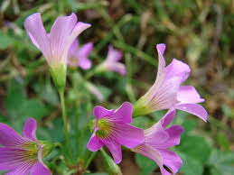 Image result for Oxalis debilis