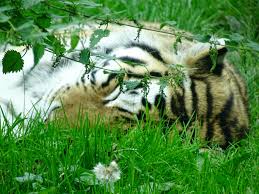 Banham Zoo Sleeping Tiger Sleeping Tiger Zoo Photo
