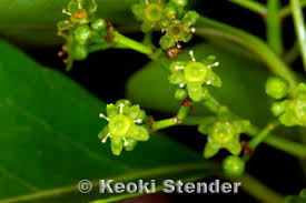 Image result for Elaeodendron orientale