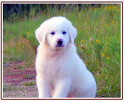 $200 (jacksonville tx) pic hide this posting restore restore this posting. Guardian Dog Breeders Larue Tx Crystal Livestock Company