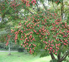 See more ideas about kousa dogwood, dogwood, dogwood berries. Taking Back Control Of Our Health Edible Berries From The Kousa Dogwood Edible Landscaping Spiritual Garden Kousa Dogwood Tree