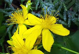 Ist der zustand des patienten zufriedenstellend stabil, kann das präparat abgesetzt oder die dosis kann verringert werden. Johanniskraut Verwendung Wirkung Und Anbau