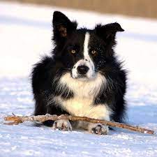 Pin On Border Collies With Love To My Dog Sam