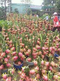 Anyone Know How To Grow Dragon Fruit In Containers Successfully Jardin Potager Faire Un Jardin Jardin Fruitier