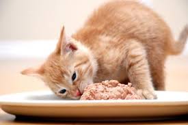Where is fussy cat cat food made? 10 Of The Best Wet Foods For Your Cat To Savour Buskers Cat