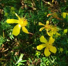 Image result for Hypericum revolutum
